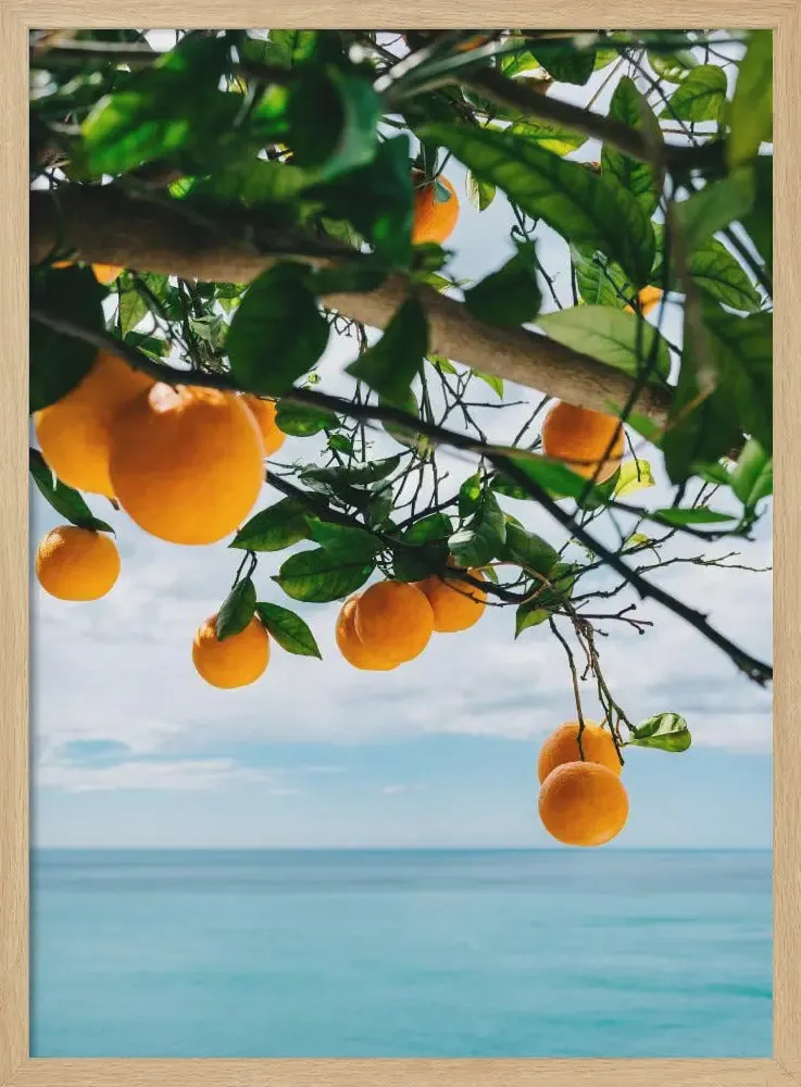 Amalfi Coast Oranges IV by Bethany Young- Italian Photographic Print