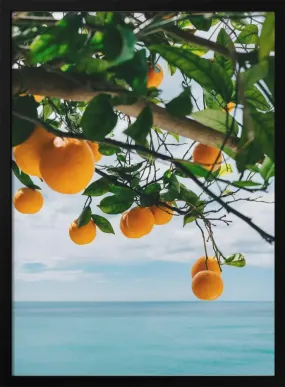 Amalfi Coast Oranges IV by Bethany Young- Italian Photographic Print