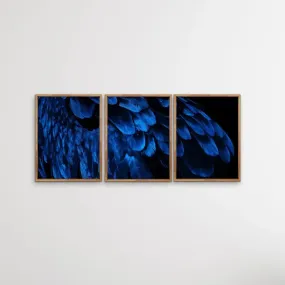 Birds Of A Feather - Three Piece Blue Feather Photographic Art Print  Set Triptych