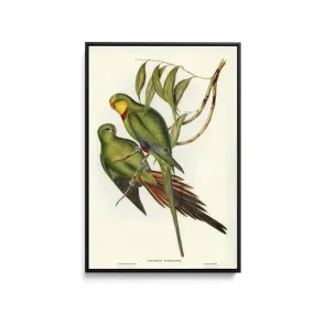 Black-tailed Parakeet (Polytelis melanura) illustrated by Elizabeth Gould (1804–1841) - Stretched Canvas Print or Framed Fine Art Print - Artwork